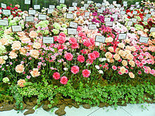 Carnation_Varieties_-_Mother's_Day_-Ginza.jpg