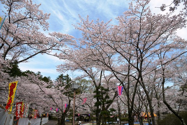 水戸市 お花見スポットをご紹介します スタジオマリオ水戸姫子店 水戸 姫子店 茨城県 七五三 お宮参りの記念写真ならスタジオマリオ