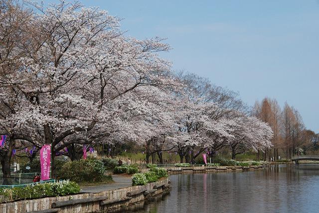 上尾さくらまつり 18年3月24日 4月1日 上尾丸山公園 埼玉 上尾店 埼玉県 七五三 お宮参りの記念写真ならスタジオマリオ