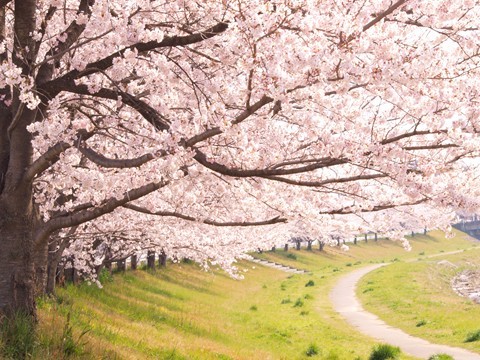 こども写真館スタジオマリオ本庄店 こだま千本桜 本庄店 埼玉県 七五三 お宮参りの記念写真ならスタジオマリオ こども写真館スタジオマリオ本庄店 こだま千本桜 本庄店 埼玉県 七五三 お宮参りの記念写真ならスタジオマリオ