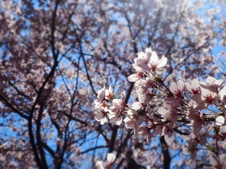 桜４.jpg