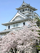 豊公園の桜.jpg
