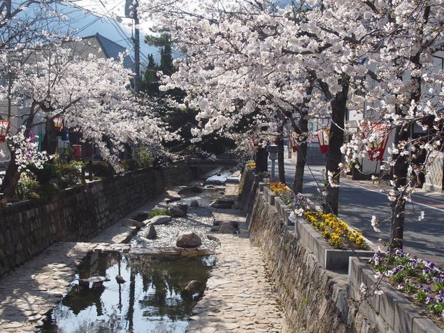 桜の名所 高梁市 紺屋川美観地区の桜 スタジオマリオ総社店 総社店 岡山県 七五三 お宮参りの記念写真ならスタジオマリオ