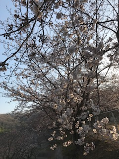 桜２.png