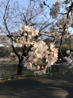 桜３.png
