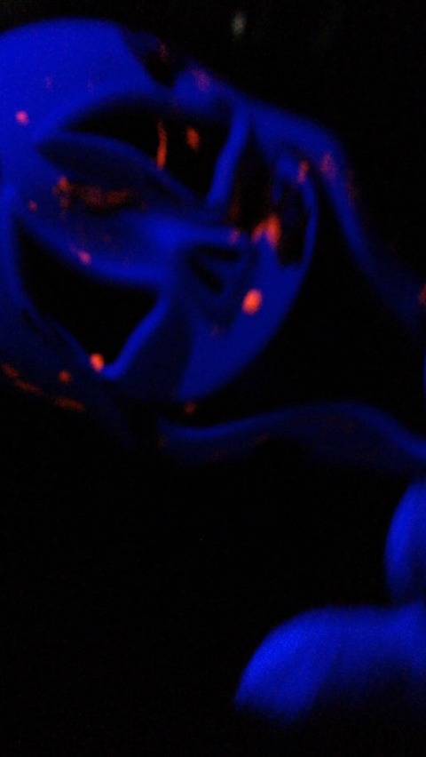 北九州の監獄レストラン ロック アップ に行ってみた 防府 駅南店 山口県 七五三 お宮参りの記念写真ならスタジオマリオ