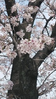 桜　春　入園入学