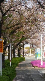桜　春　入学シーズン