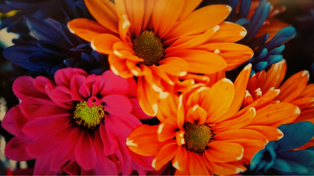 蜷川実花展 －虚構と現実の間にー に行って来ました♪｜熊本・東 