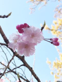 桜　５.png