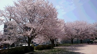 桜１.JPG