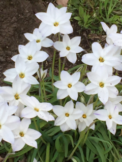 白い花.png