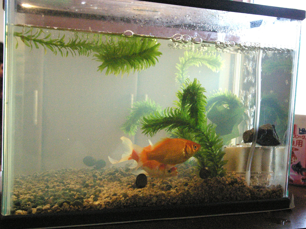 金魚もハングリーに 07年ナカヤっちの脱力アワ コラム一覧 記念日の写真撮影は スタジオマリオ こどもの七五三や赤ちゃんのお宮参りの撮影