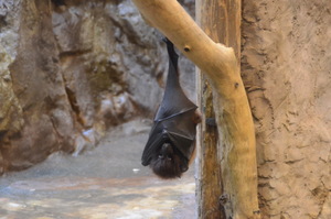 コウモリのほふく前進 ゴリラのねぞう わーちゃんのゆるゆるり17 記念日の写真撮影は スタジオマリオ こどもの七五三や赤ちゃんのお宮参りの撮影